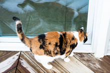 Closeup Of Stray Calico Cat Standing Outside By House, Home Wooden, Deck, Glass Balcony Door Wanting, Waiting, Asking, Begging To Go Inside