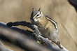 Close up of a chipmunk on a branch.