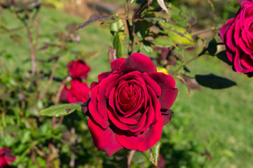 Sticker - Bright red rose flower close up background