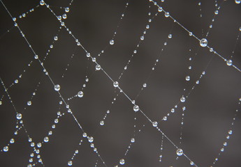 Cobweb