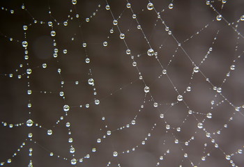 Web