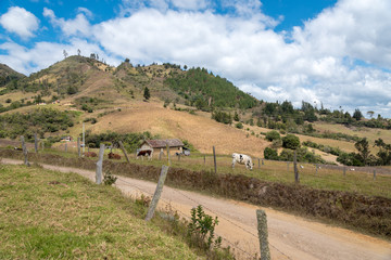 Wall Mural - Country landscape of farmer's house with cows grazing between mountains and dirt road, Colombia