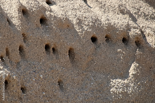 Fotografía Closeup of Sand Martin Nests in a hillside