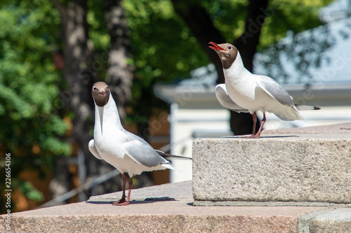 Fotografia, Obraz A pair of black-headed gulls sing in summer in Turku, Finland.