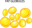 Illustration of fat globules