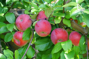 red apples on the tree in harvest season