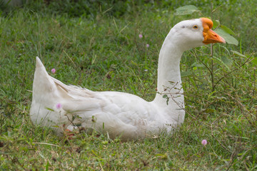 Goose in park