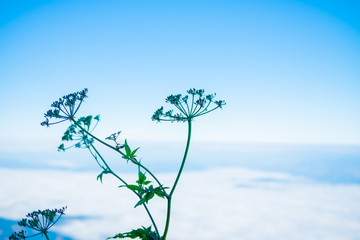 nature background closeup green plant on mountain wit sky in morning