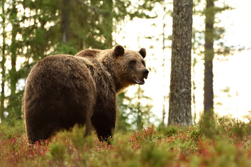 Wall Mural - Brown bear in forest looking back