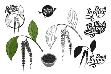 hand drawn black pepper, spicy ingredient, black pepper logo, healthy organic food, spice black pepper on white background, culinary herbs, label, food, natural healthy food, vector graphic to design