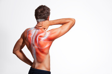 man's back muscle and body structure. human body view from behind isolated on white background.