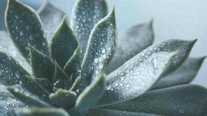 Wall Mural - Close up beauty fresh succulent , Echeveria flower , rotation moving shot