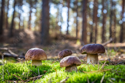 Boletus in a pine forest. Moss. Mushroom hike