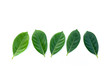 © bwittaya - Top view green leaves on white background. Flat lay, Collection of green leaf
