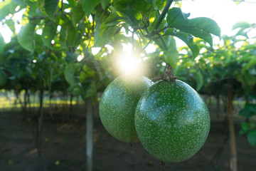 passionfruit or Passiflora edulis, Common passionfruit, Jambhool fruit, passion fruit