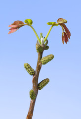 Wall Mural - Walnut budding twig