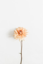Dahlia Flower Isolated On White Background. Flat Lay, Top View.