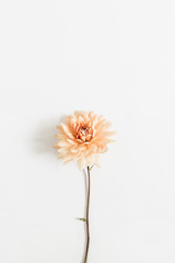 Dahlia flower isolated on white background. Flat lay, top view.