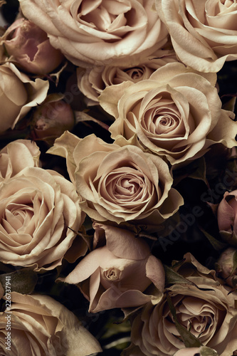 Beautiful roses