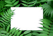 White frame in the green tropical style plants background