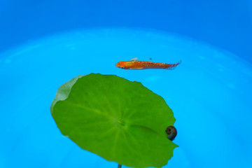 Wall Mural - The orange fish in the blue pond.