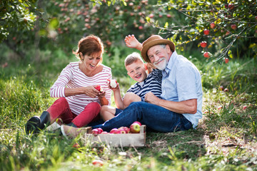 Wall Mural - A senior couple with small grandson in apple orchard eating apples.