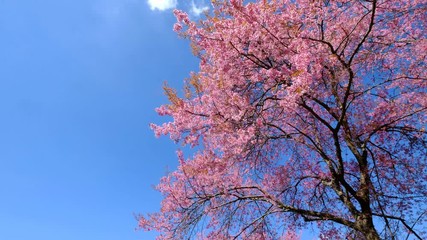 Wall Mural - sakura trees, pink cherry blossoming flowers, spring season