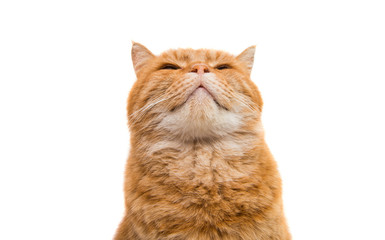 Sticker - ginger cat isolated