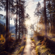 Wonderful natural background. Pathway through woods in the morning sun.  Awesome sunny landscape