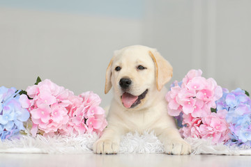 Wall Mural - Labrador puppy with flowers