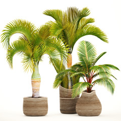 palm tree in a pot