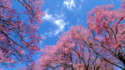 Wall Mural - sakura trees, pink cherry blossoming flowers, spring season