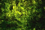 Fototapeta  - dried nori seaweed laminaria sheet illuminated texture