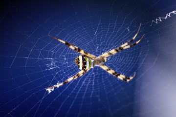 Spider on web
