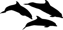 Silhouettes Of Three Black Small Dolphins On White