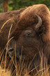 American Bison with autumn grass