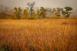 misty morning golden meadow in autumn with trees