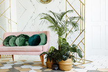 Home Plants In A Stylish Modern Interior. Summer Style. The Living Room Is Bright With A Pink Sofa And Decorative Palm Trees.
