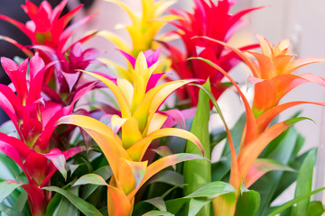 Wall Mural - colorful blooming bromeliad flowers indoors, soft focus