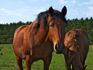 Brown bay horses at the horse farm in summer on sunny day