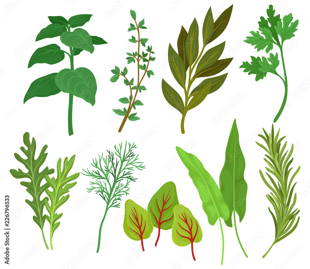 Flat vector set of different herbs. Aromatic plants used in culinary and medicine. Ingredients for flavoring dishes - obrazy, fototapety, plakaty 