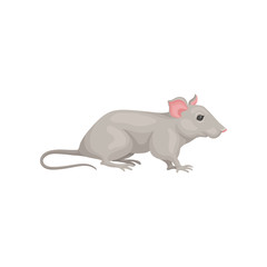 Canvas Print - Small domestic mouse, side view. Cute gray rodent pointed snout, pink ears and long tail. Home pet. Flat vector design