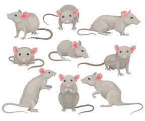 Sticker - Flat vector set of mouse in different poses. Small rodent with gray coat, big pink ears and long tail. Cute domestic mice