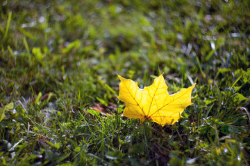 Wall Mural - Closeup yellow autumn maple leaf lying on the grass with a blurred background