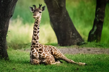 Baby Giraffe In The Shade
