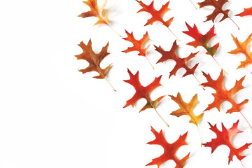 Wall Mural - Set of colorful oak leaves on white table background. Modern autumn styled composition, botanical pattern. Fall design. Decorative corner, web banner. Flat lay, top view.