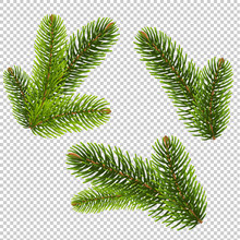 Fir Tree Isolated Isolated Transparent Background