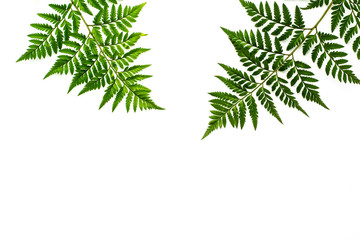 Wall Mural - green fern leaves isolated on white background