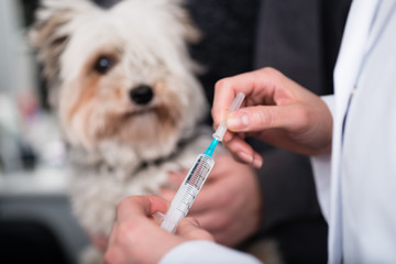 Female veterinarian holding injection in front of a small puppy