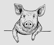 Sketch of pig. Hand drawn illustration converted to vector.